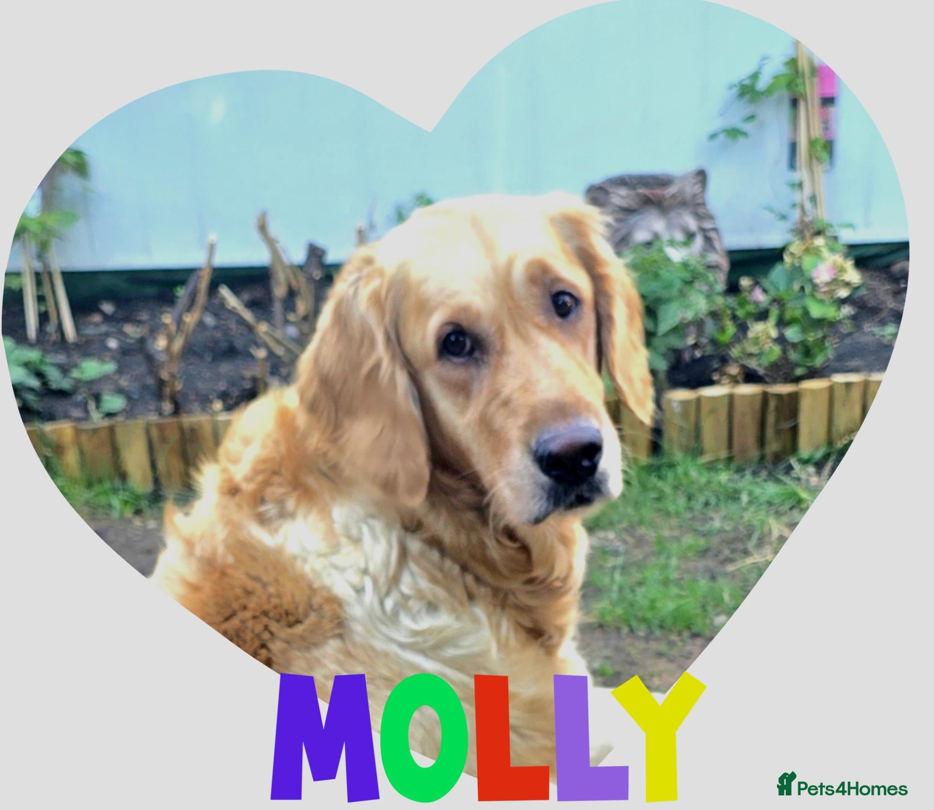 Golden Retriever dogs Beautiful 3yo female golden retriever Spayed  - Advert 3