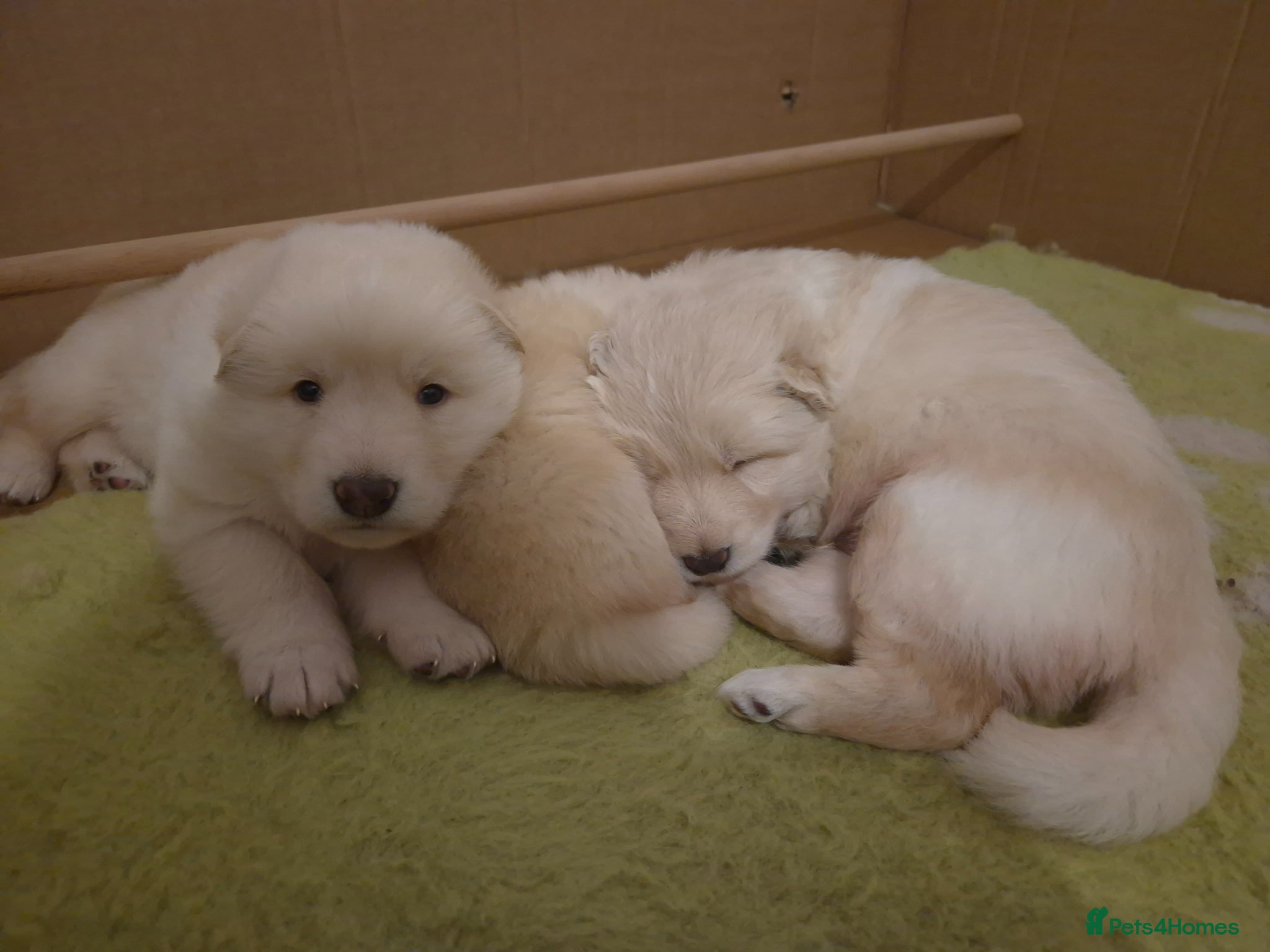 German Shepherd dogs Stunning white german shepherds  - Advert 2