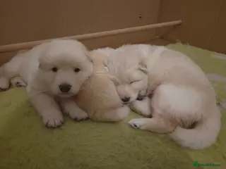 German Shepherd dogs Stunning white german shepherds - Advert 2