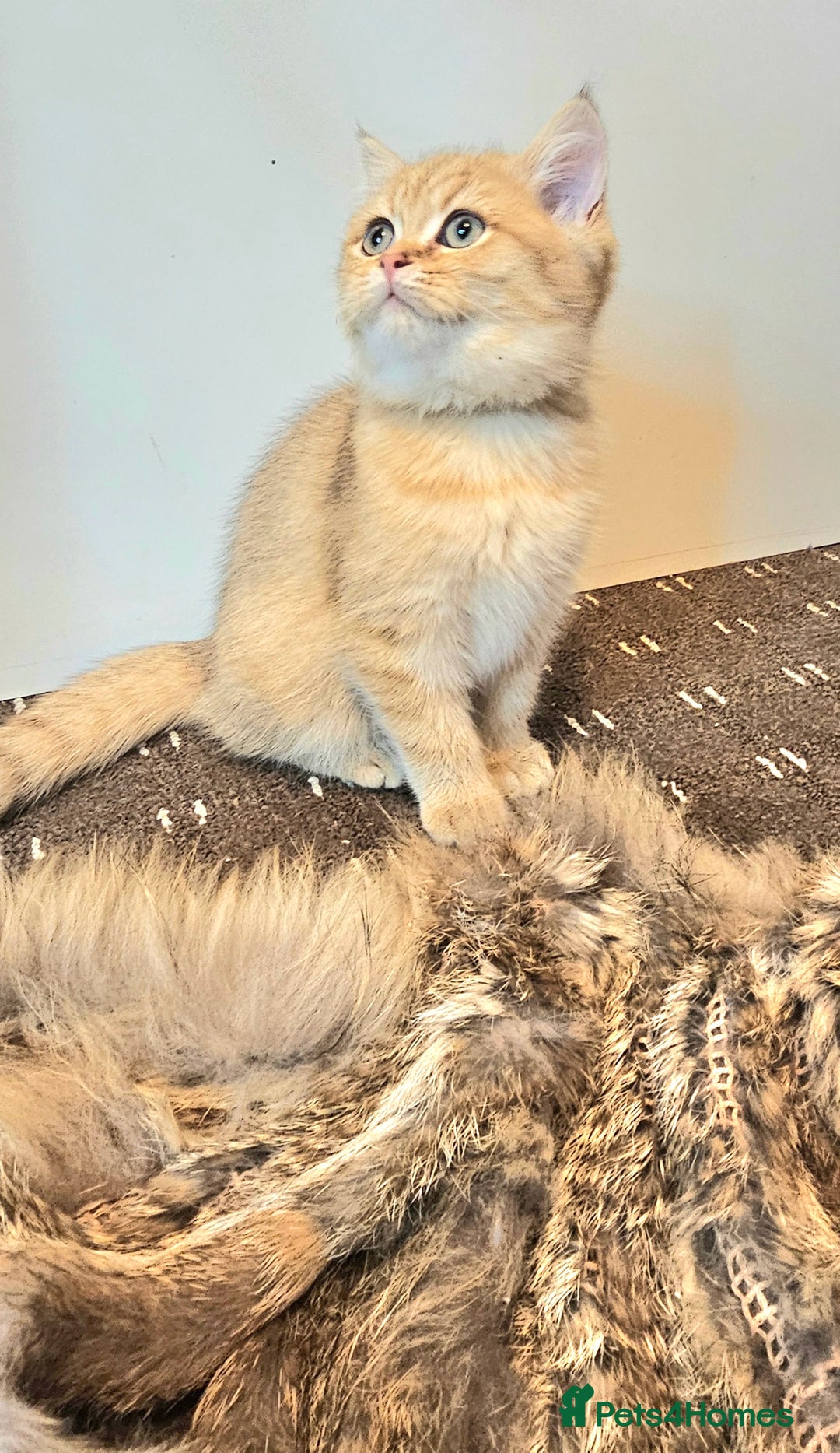 British Shorthair cats for sale: BSH GOLDEN KITTENS - Advert 19