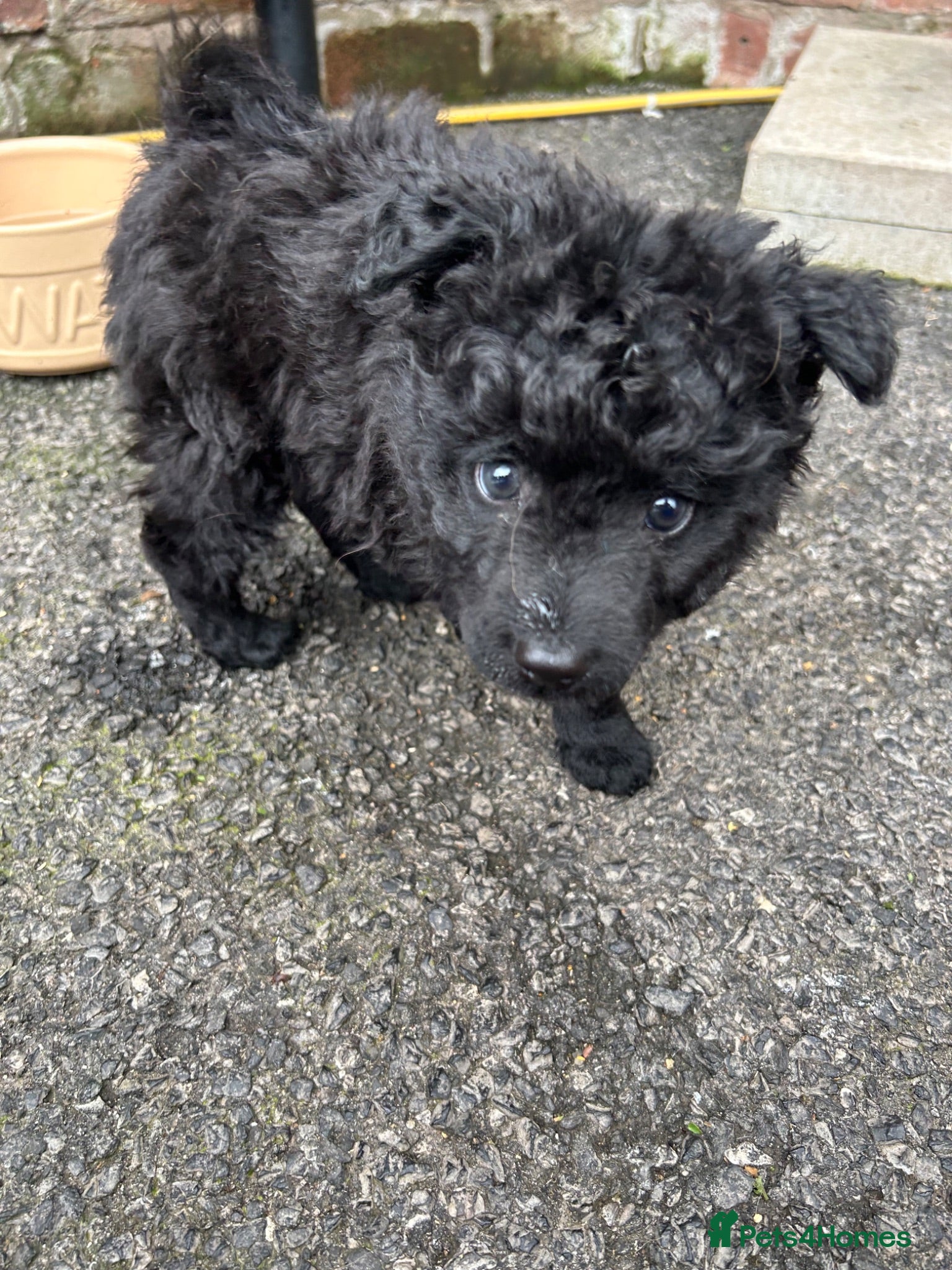 Mixed Breed dogs Hungarian Mudi puppies  - Advert 1