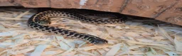 Garter Snake reptiles for sale: Green checkered garter baby snakes. in Gillingham - Advert 4