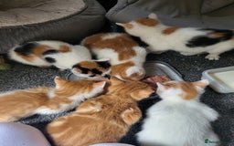 European cats for sale: Beatifull kittens looking good a home - Image 9