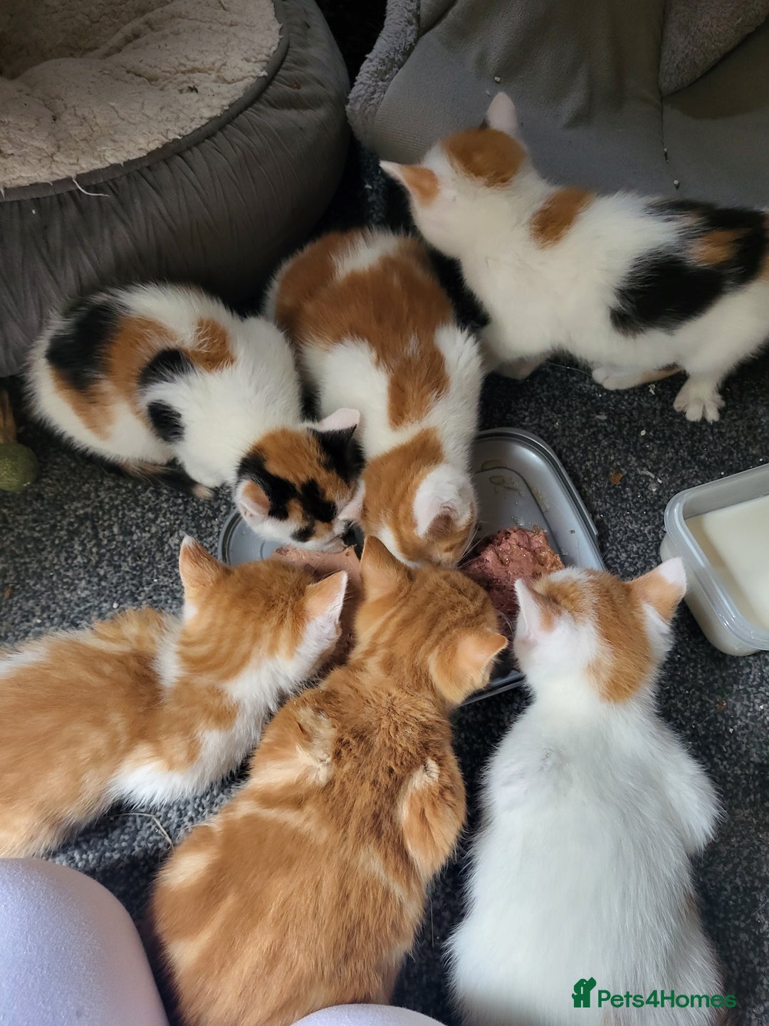 European cats for sale: Beatifull kittens looking good a home - Image 9