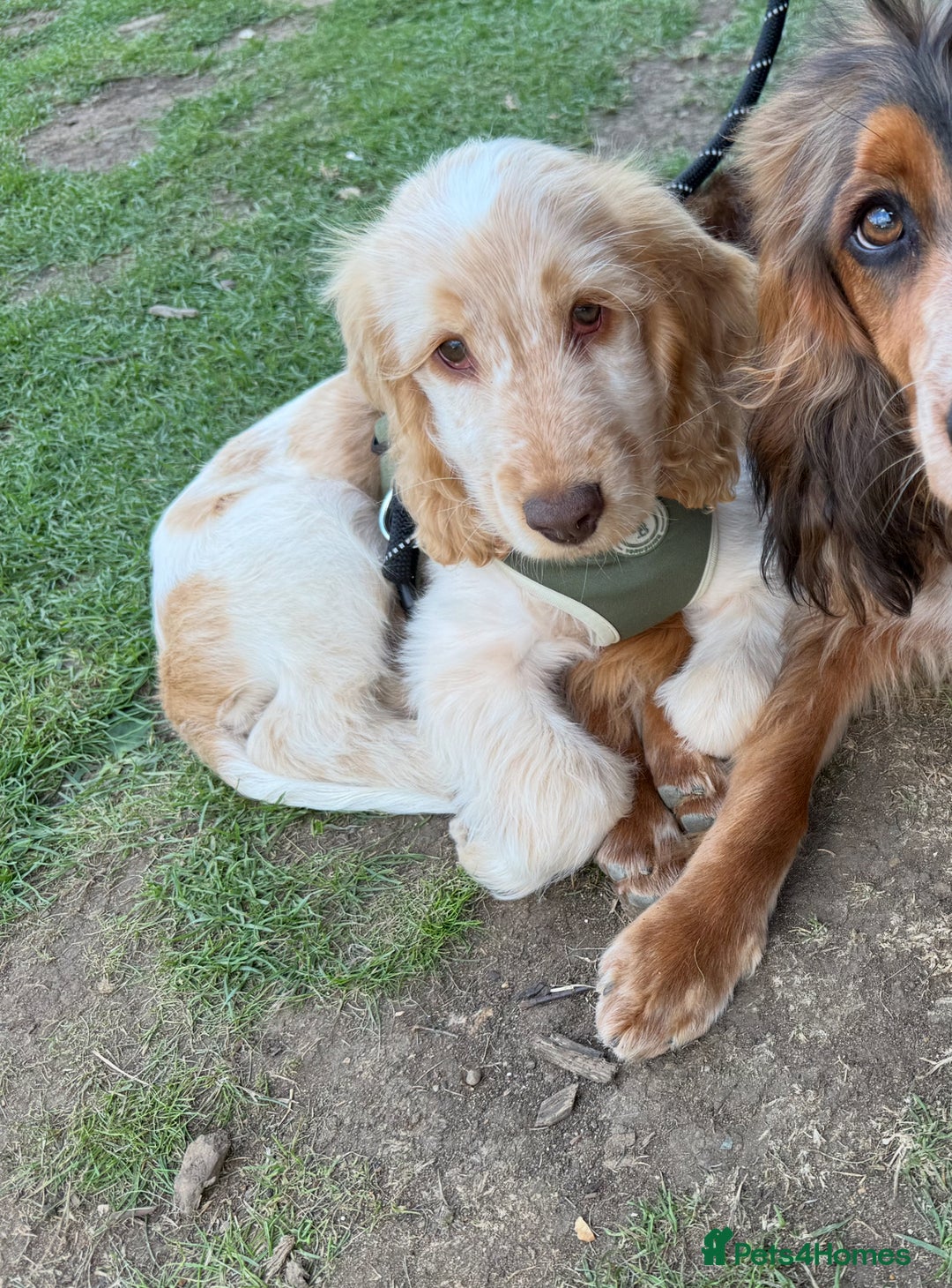 Cocker Spaniel dogs for sale: Murphy- Show Cocker Spaniel - Image 5