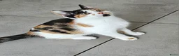 Mixed Breed cats for sale: Kittens ready now in Crawley - Advert 5