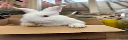 Continental Giant rabbits for sale: Continental Giant Rabbit  - Advert 1