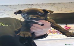 Mixed Breed dogs for sale: 3 boys left! Staff x Puppies  - Image 12