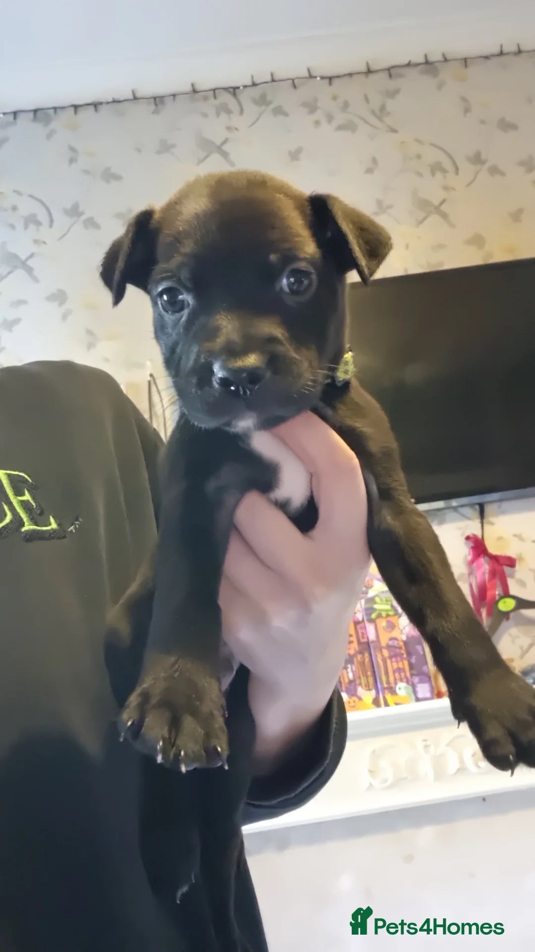 Mixed Breed dogs for sale: 1 boy left! Staff x Puppies  - Advert 15