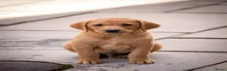 Labrador Retriever dogs for sale: Elite Litter: KC Registered Fox Red Labrador Pups - Advert 18