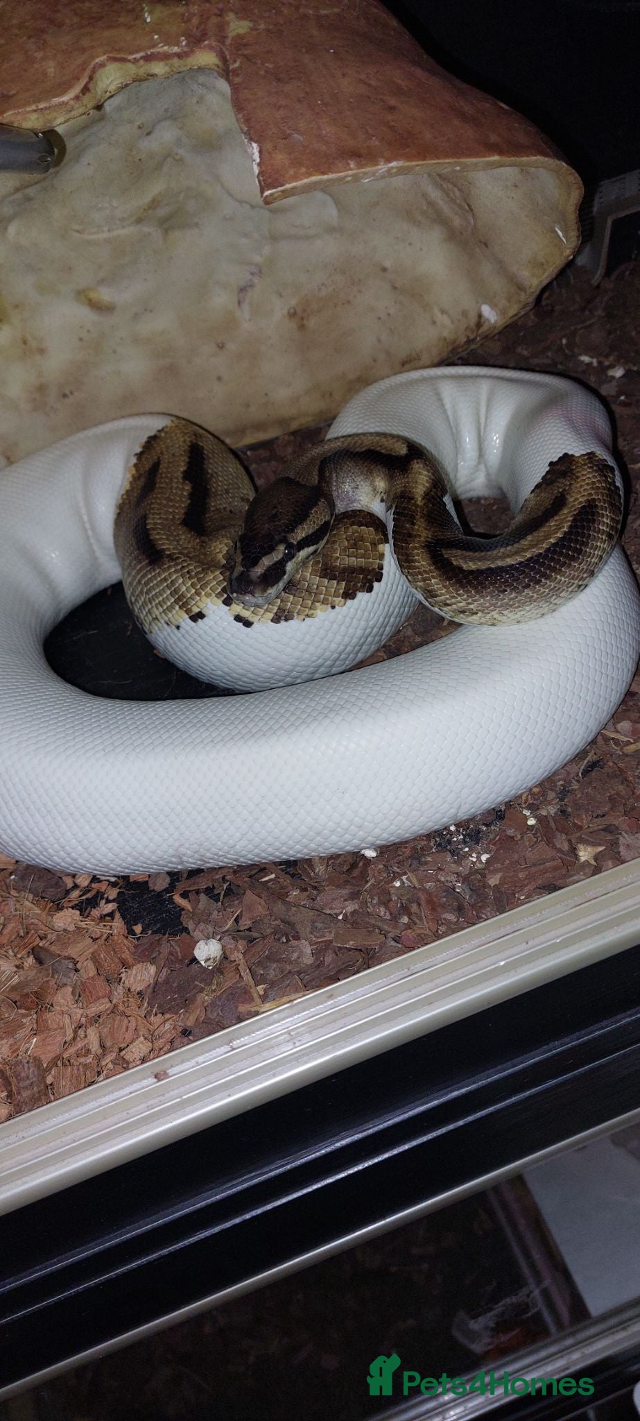 Python Snake reptiles Mixed royal python  - Advert 2