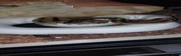 Python Snake reptiles for sale: Mixed royal python  - Advert 1