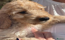 Irish Doodle dogs for sale: Beautiful Irishdoodles - Image 10