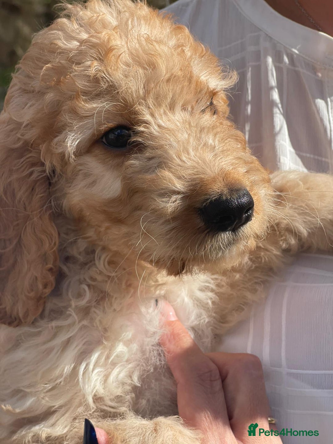 Irish Doodle dogs for sale: Beautiful Irishdoodles - Image 10