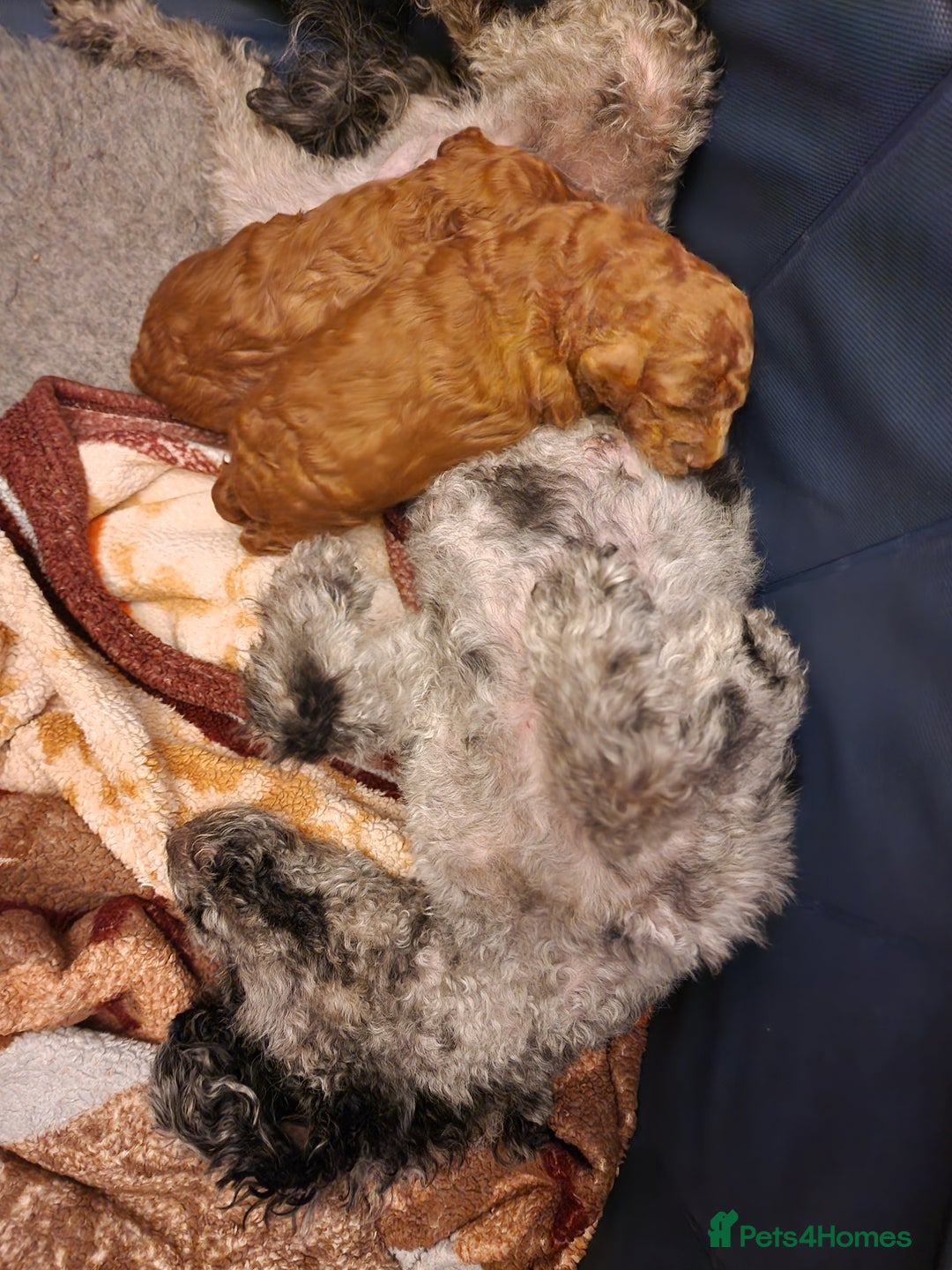 Cockapoo dogs for sale: Apricot coloured cockapoo boy - Advert 20