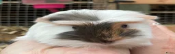 Guinea Pig rodents for sale: Sweet natured baby girl guinea pigs - Advert 13