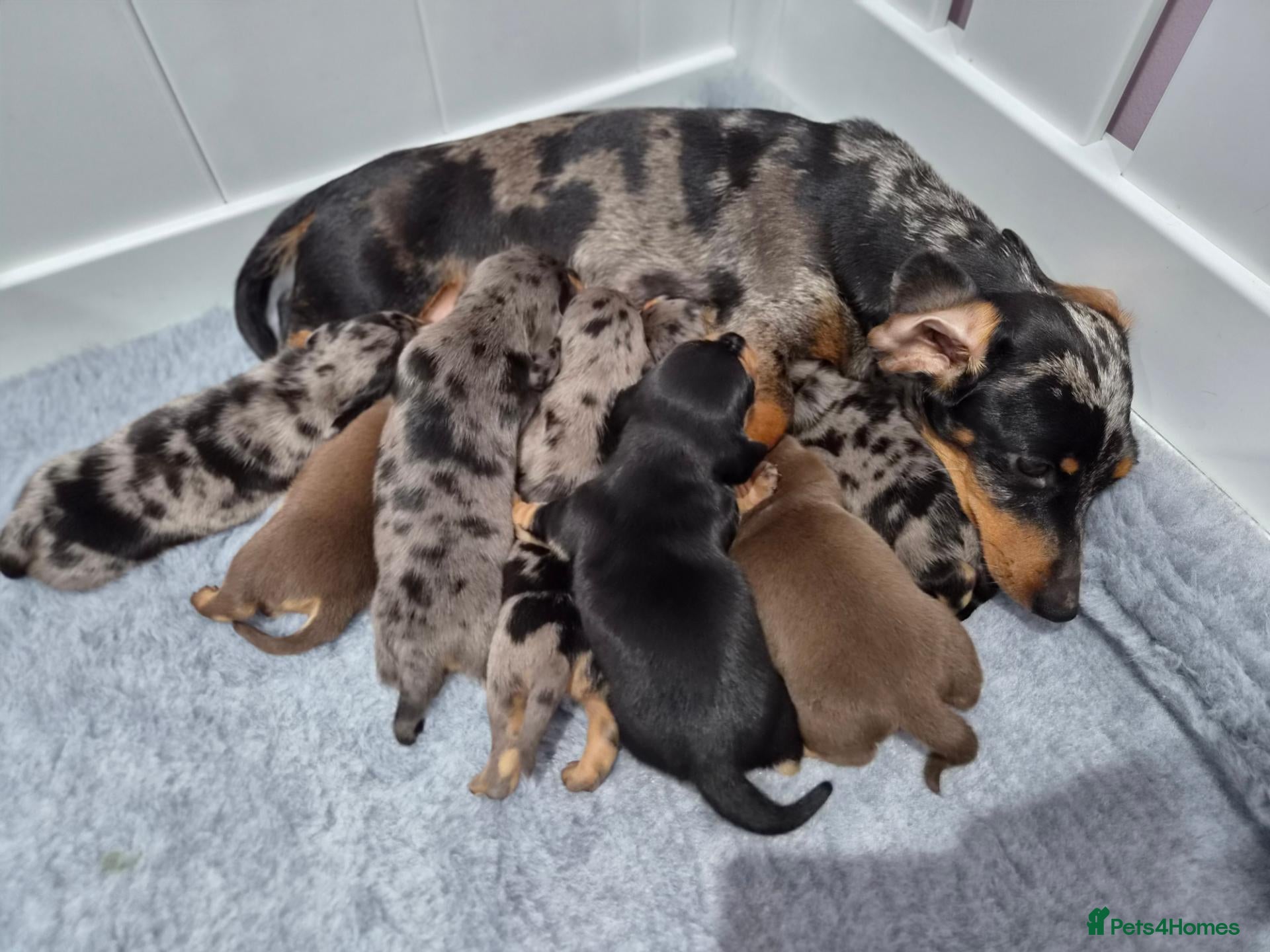 Miniature Dachshund dogs for sale: 🌟🐾Miniature Dachshund puppies🐾🌟 - Advert 2