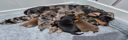 Miniature Dachshund dogs for sale: 🌟🐾Miniature Dachshund puppies🐾🌟 in Airdrie - Advert 1