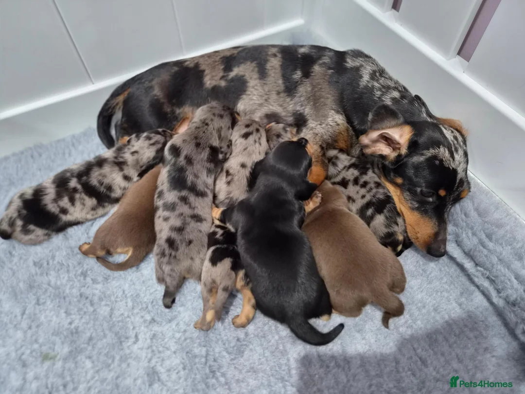 Miniature Dachshund dogs for sale: 🌟🐾Miniature Dachshund puppies🐾🌟 in Airdrie - Advert 1