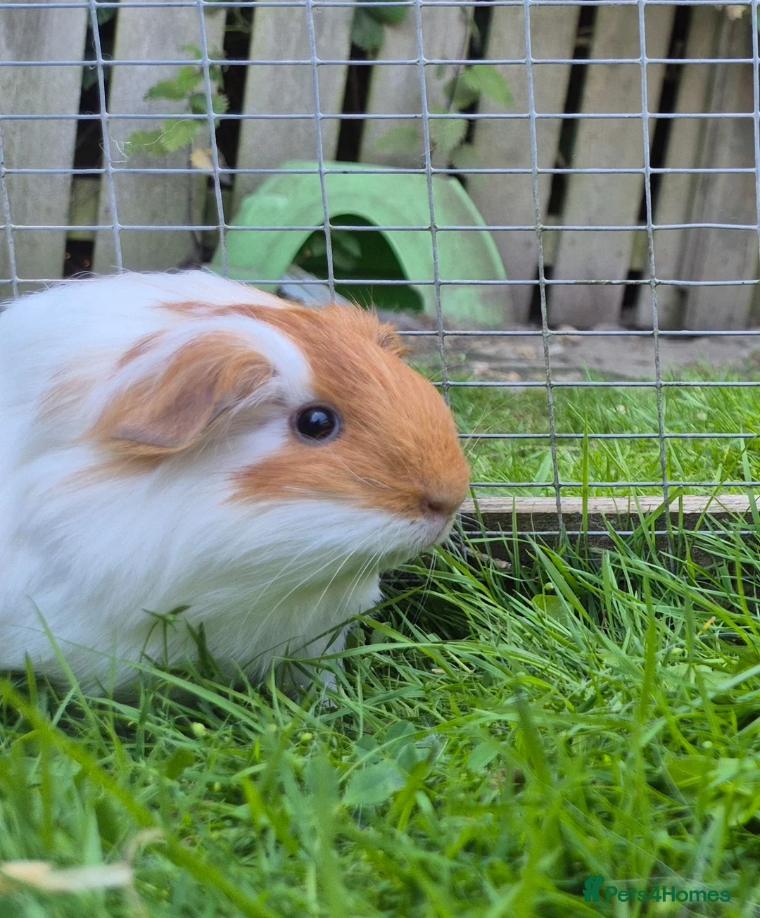 Guinea Pig rodents for sale: Beautiful little sheltie boy  - Advert 5