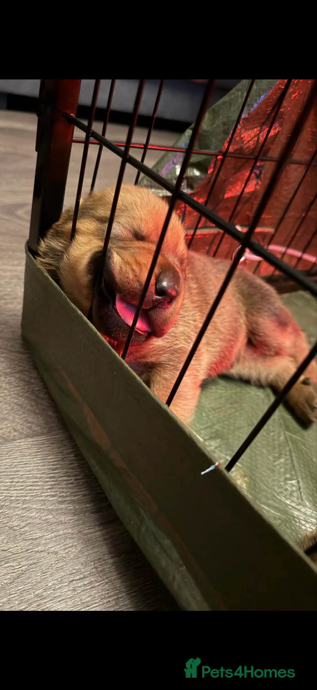 Mixed Breed dogs for sale: Rottweiler x Dogue De Bordeaux puppies - Advert 11