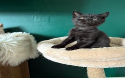 British Shorthair cats for sale: 12 week old Bsh males fawn and black  in Derby - Image 3