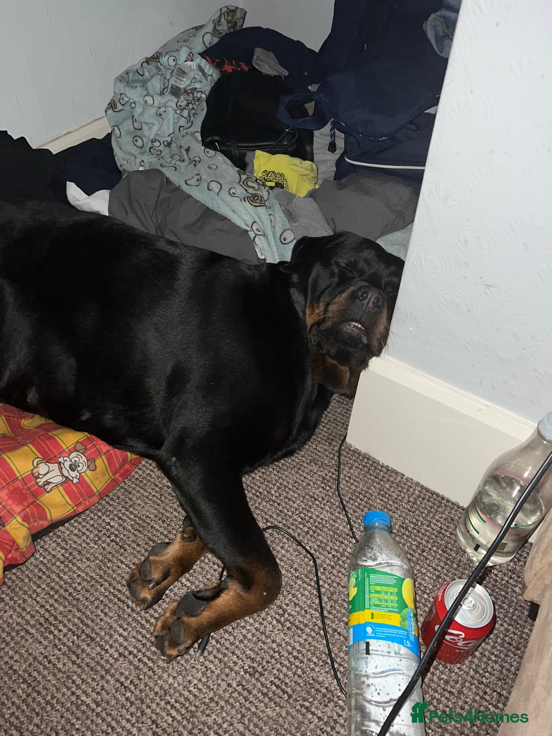 Rottweiler dogs for sale: Female Rottweiler  - Advert 6