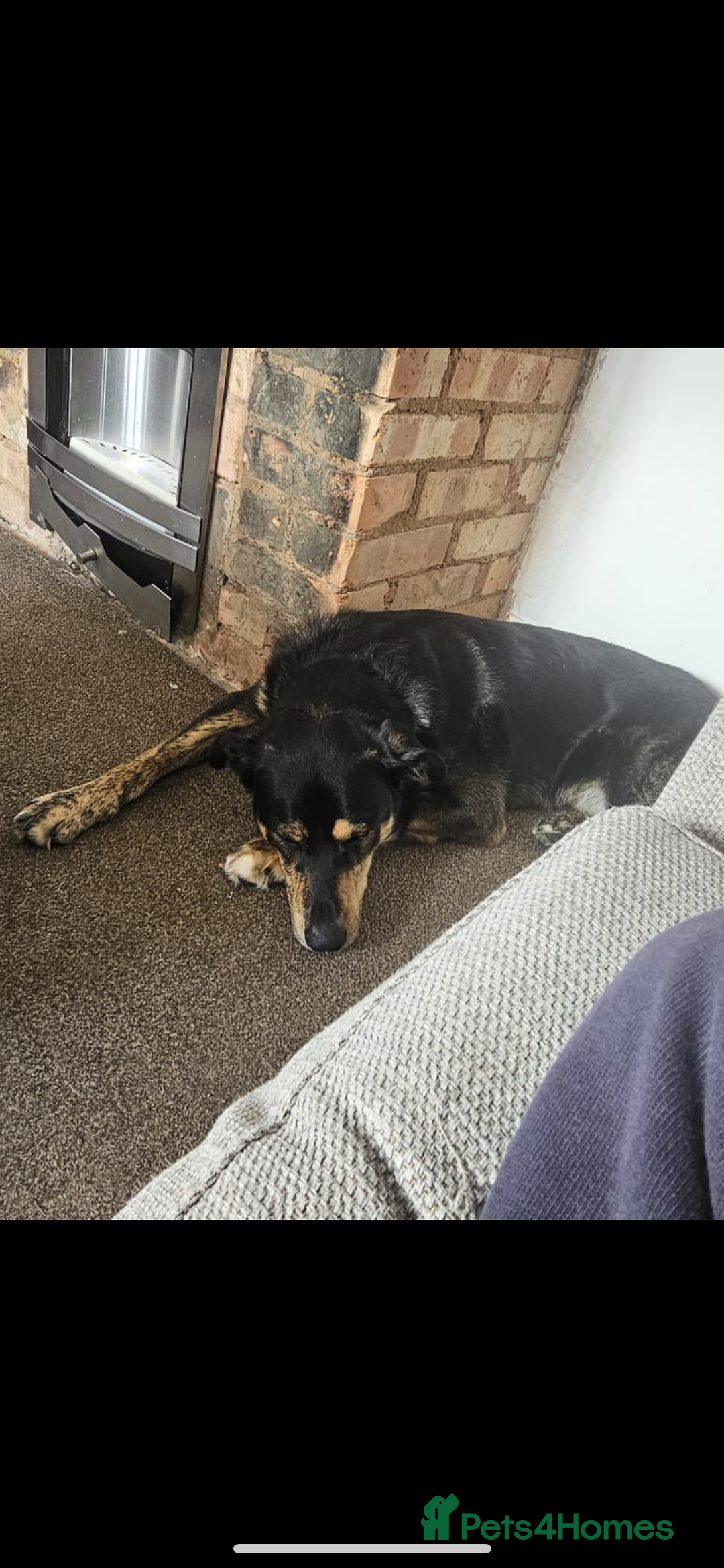 Mixed Breed dogs for sale: Hunter - Image 3