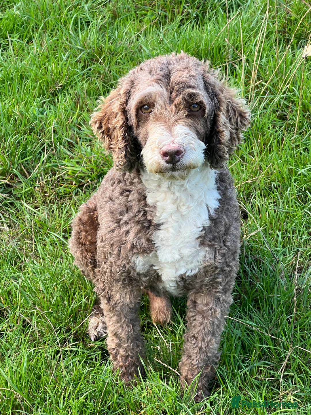 Poodle dogs for stud: Miniature Poodle at Stud Fully health tested  in Radstock - Advert 16