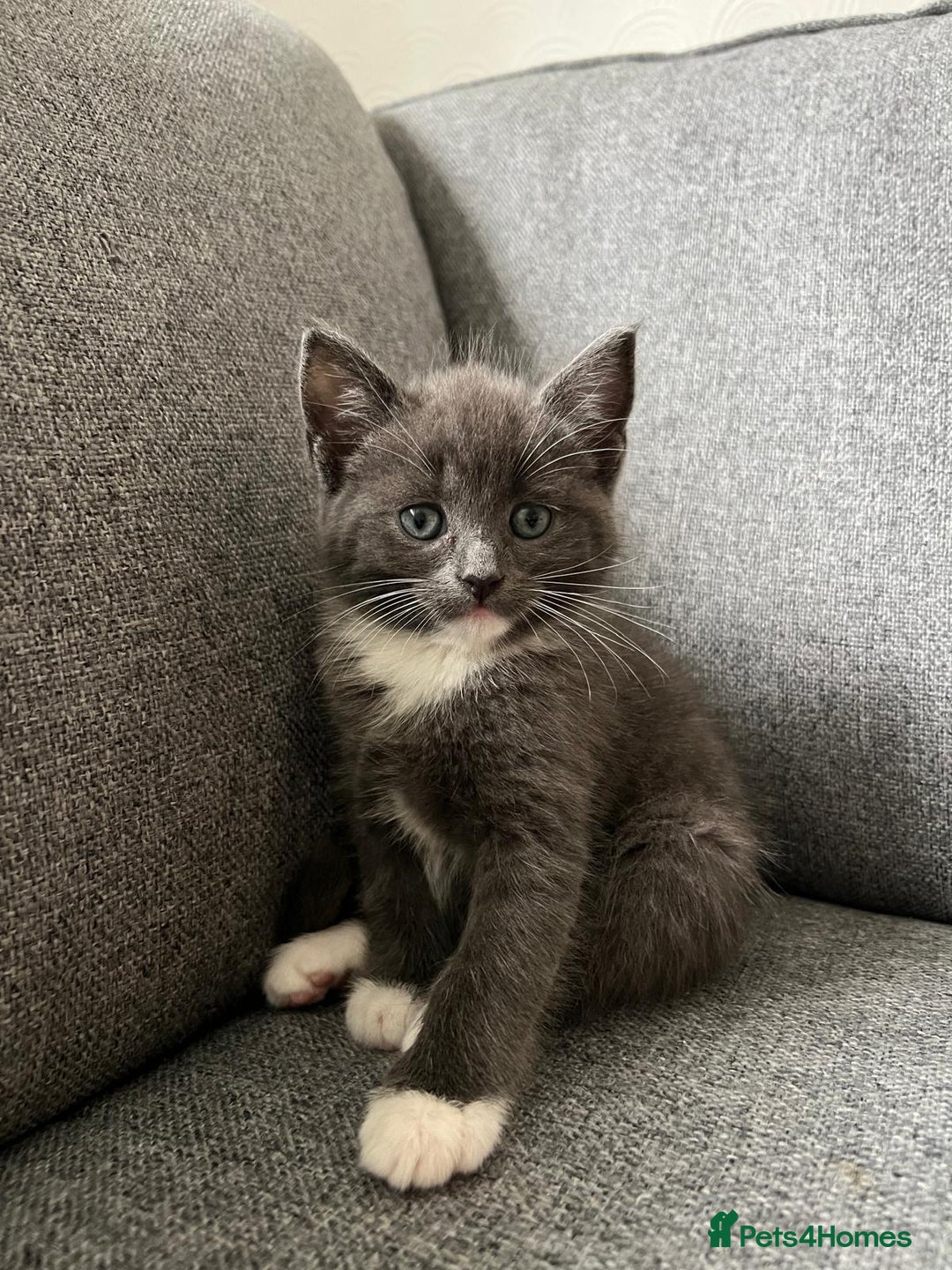 Maine Coon cats for sale: Little Half Main Coons - Advert 12