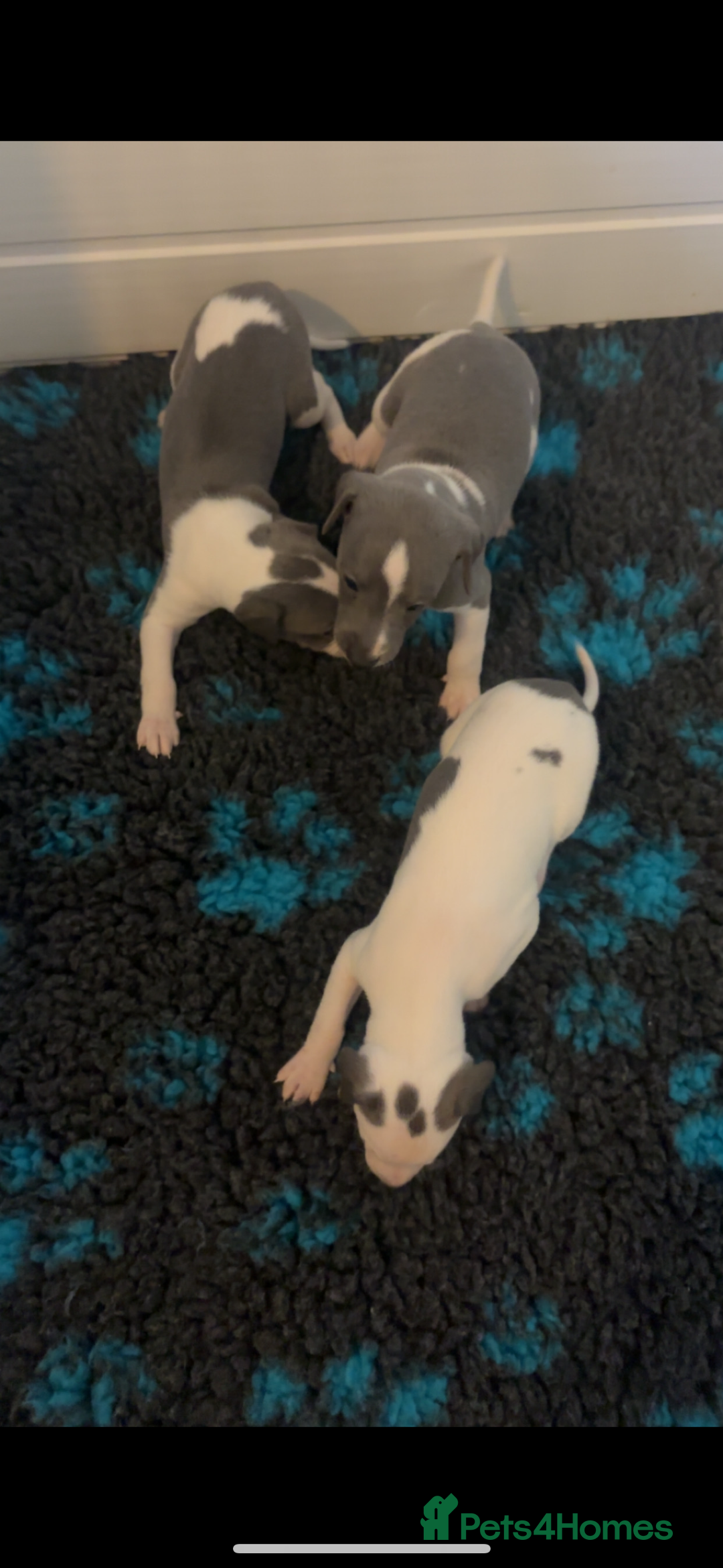 Whippet dogs for sale: KC registered Whippet Pups for Sale - Image 2