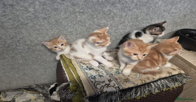 Mixed Breed cats - Advert 9