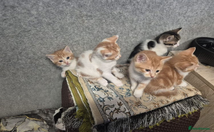 Mixed Breed cats - Advert 5