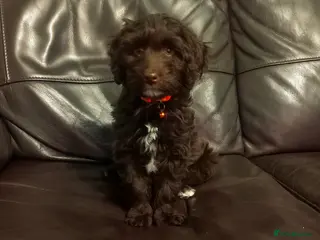 Cockapoo dogs toy cockapoo puppies ready now - Advert 14