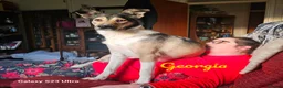Mixed Breed dogs for adoption: Georgia & Tank, Available for adoption. - Advert 9