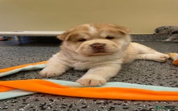 Mixed Breed dogs for sale: Genuine Chowski puppies  - Image 16