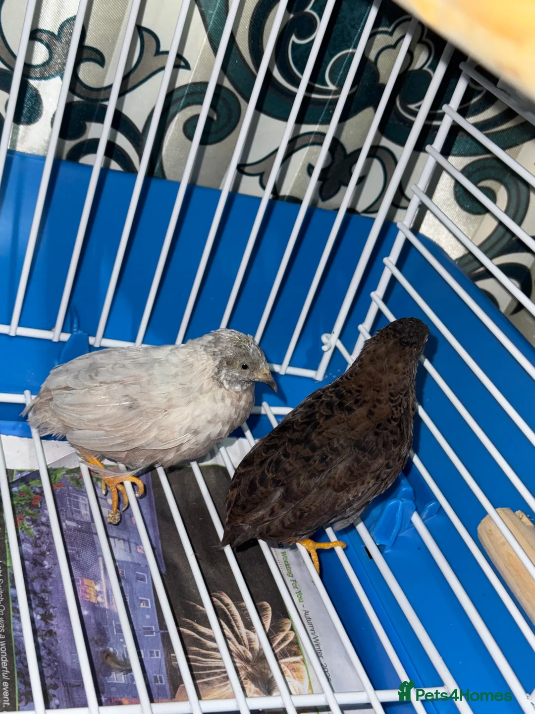 Mixed Breed birds for sale: Young pair of Quail Birds for Sale - Advert 1