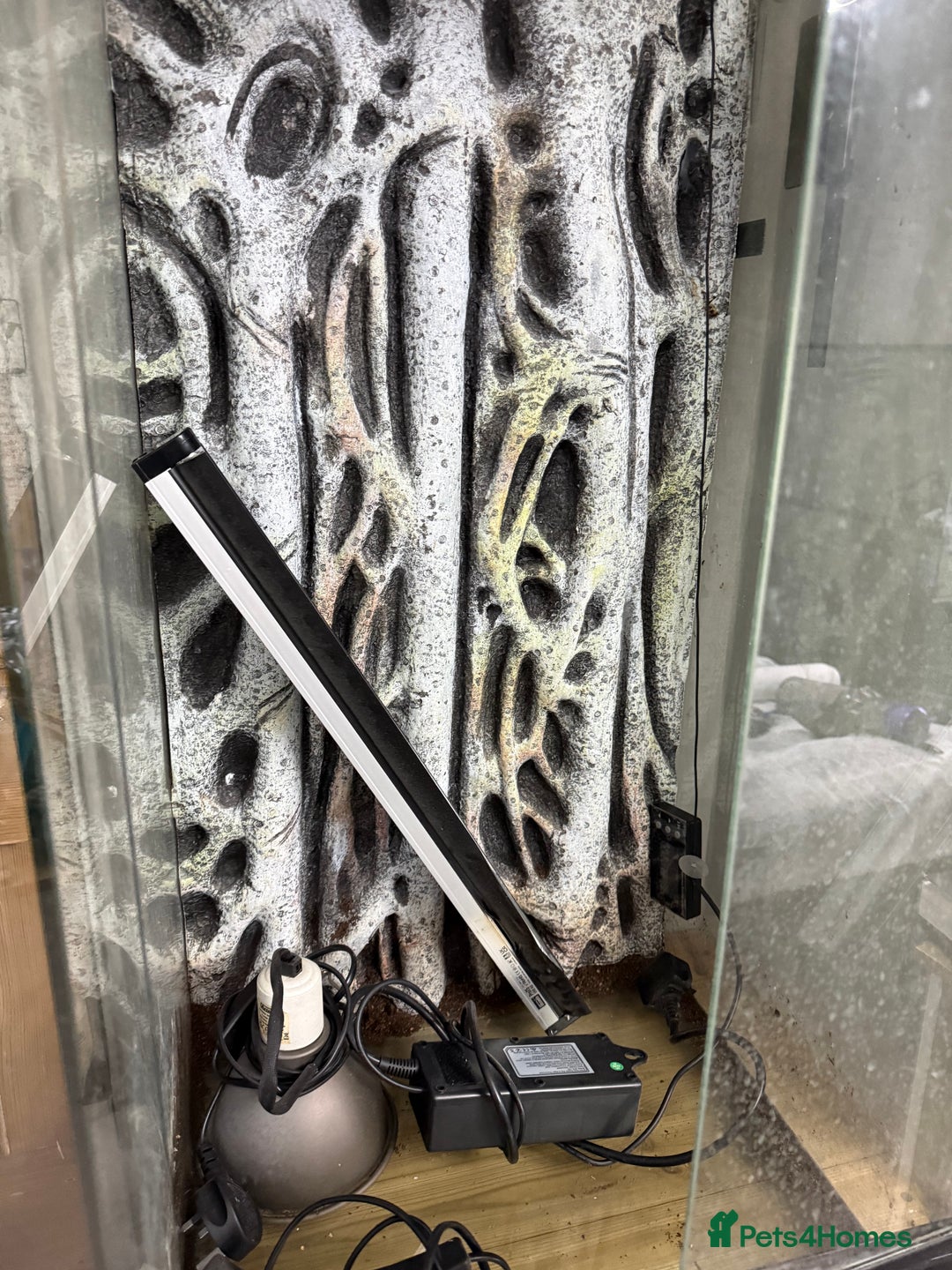 Mixed Breed reptiles for sale: VIVARIUM FOR SALE - Advert 3