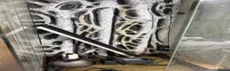 Mixed Breed reptiles for sale: VIVARIUM FOR SALE - Advert 3