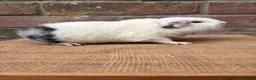 Guinea Pig rodents for sale: Stunning teddy boars - Advert 5