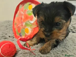 Yorkshire Terrier dogs Adorable pappy girl - Advert 5