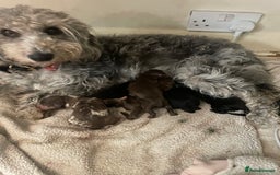 Cavapoo dogs for sale: Beautiful cavapoo puppies  - Image 1