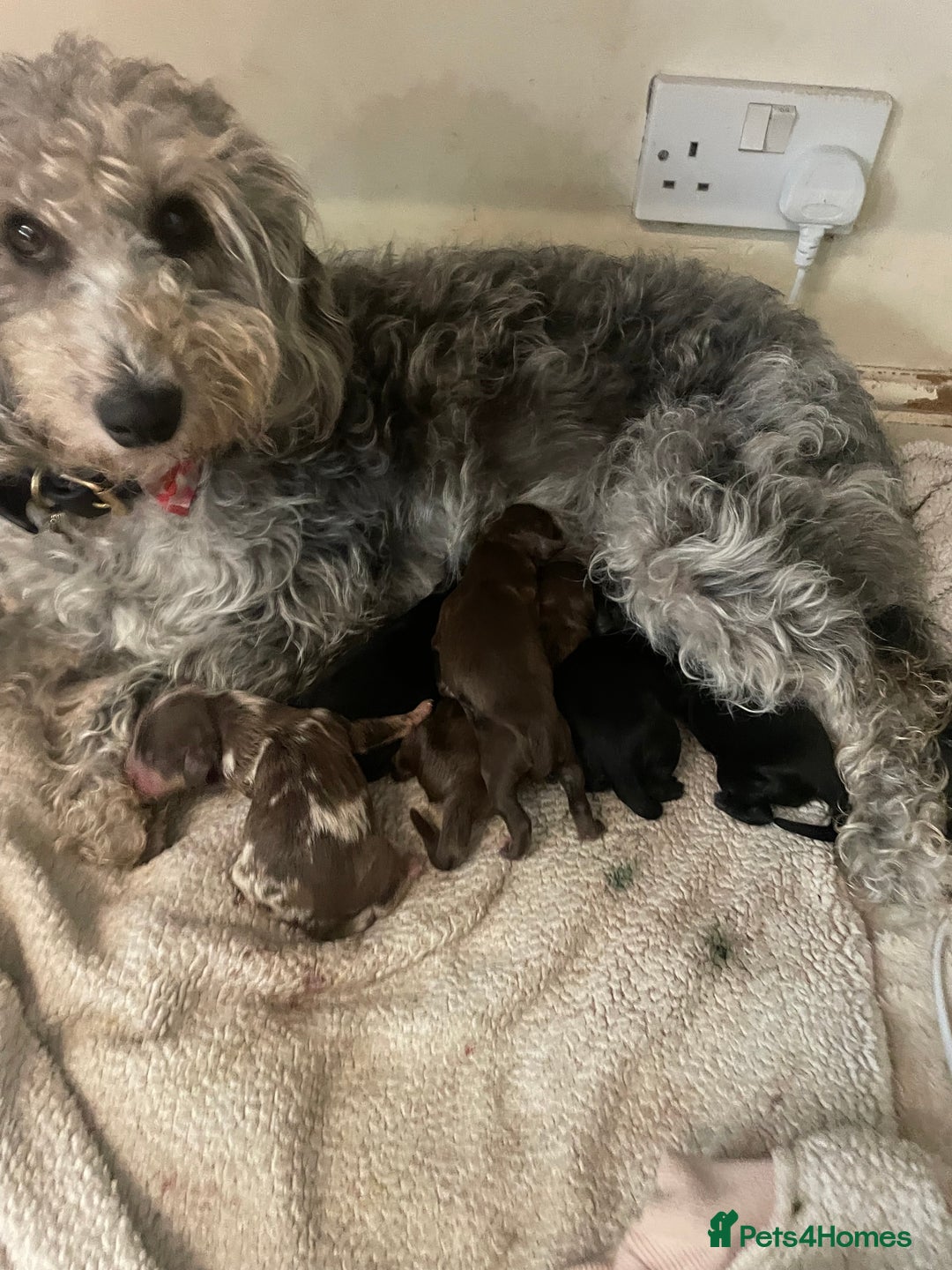 Cavapoo dogs for sale: Beautiful cavapoo puppies  - Image 1