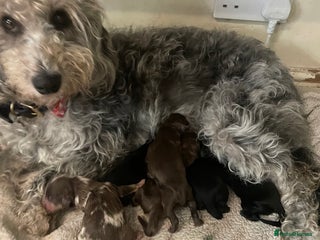 Cavapoo dogs - Advert 13