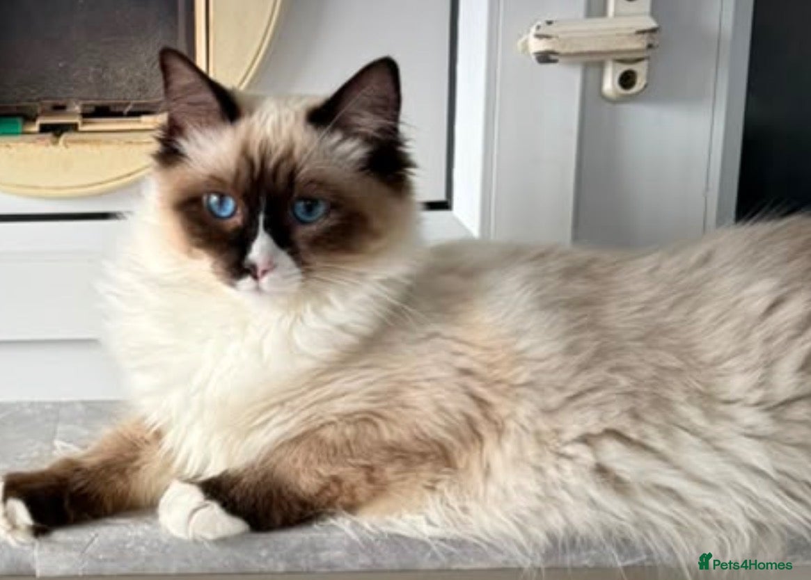 Ragdoll cats Stunning fully vaccinated ragdoll kittens - Advert 1