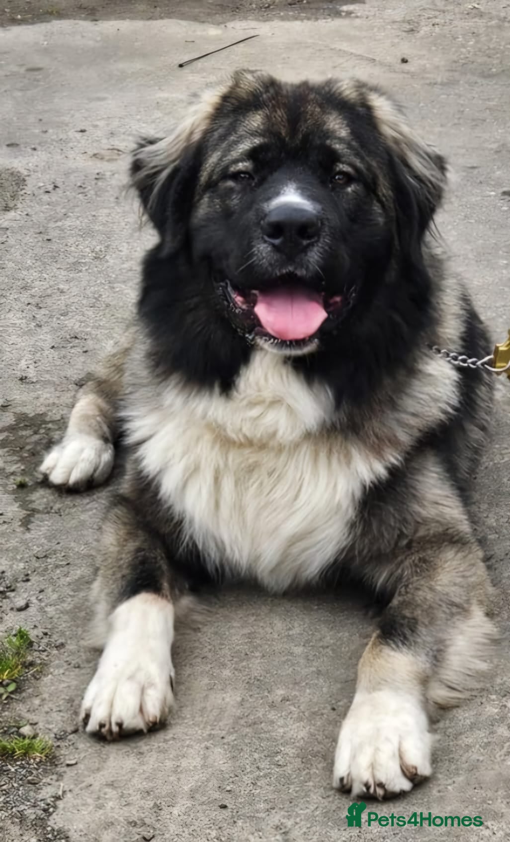 Caucasian Shepherd Dog dogs Caucasian shepard 3 yr old  - Advert 13