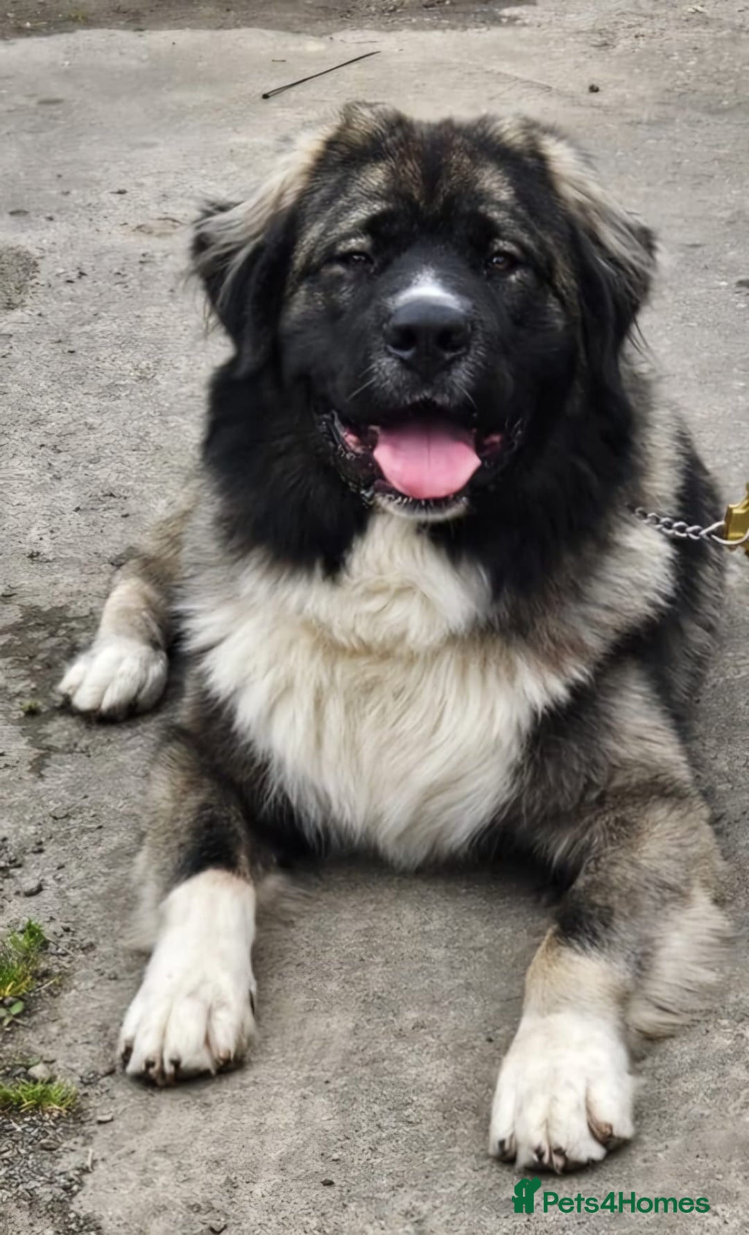 Caucasian Shepherd Dog dogs for sale: Caucasian shepard 3 yr old  - Advert 1