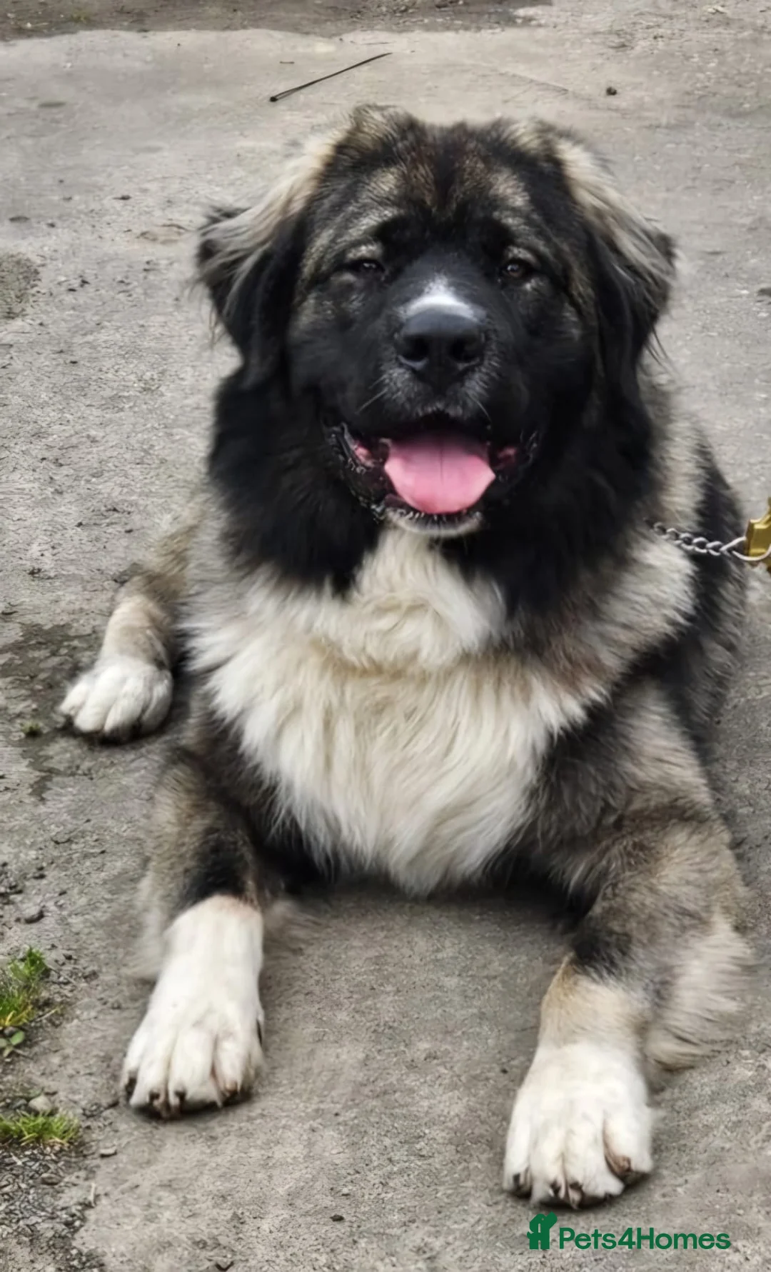 Caucasian Shepherd Dog dogs for sale: Caucasian shepard 3 yr old  - Advert 1
