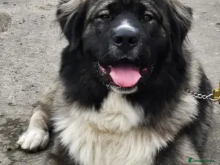 Caucasian Shepherd Dog dogs Caucasian shepard 3 yr old - Advert 3