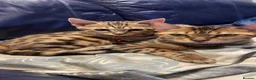 Bengal cats for sale: Genuine bengal kitten Tica registered  - Advert 2